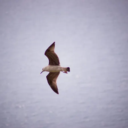 Total Sea View Ll Grimaldi Menton Вентимилья