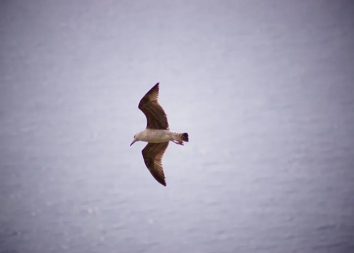 Total Sea View Ll Grimaldi Menton ヴェンティミーリア